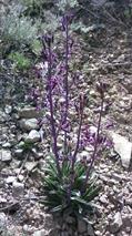 Matthiola alyssifolia
